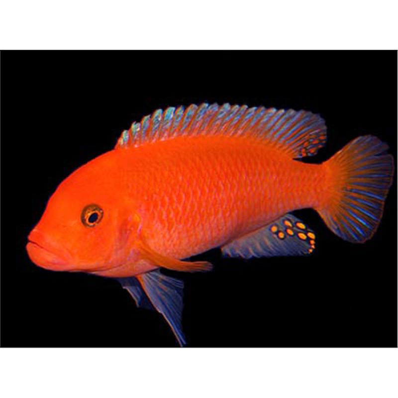 Pseudotropheus zebra red + red - imagine 5